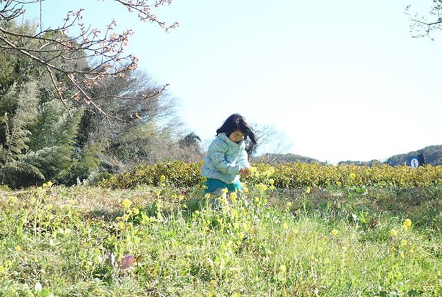 菜の花がたくさん咲く中で遊ぶ津留崎の娘さん