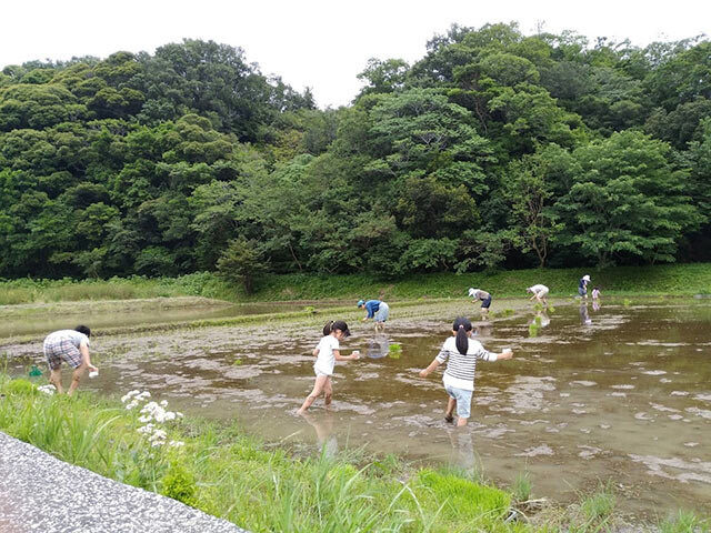子どもたちも参加した田植えの様子