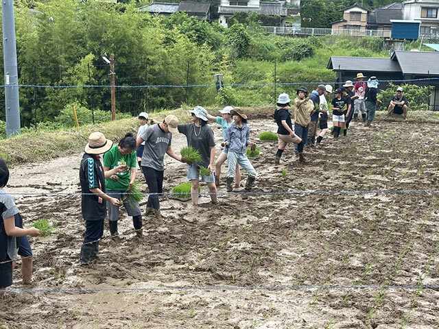 大勢の参加者が横一列に並んで田植えを始めようとしている