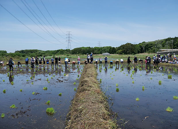 「神々廻の森」にある田んぼ。