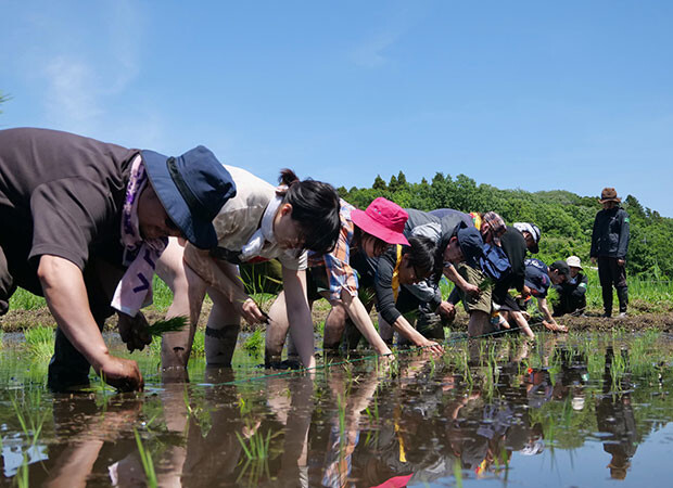 田植えは列になって。