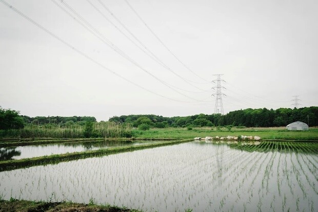 田植え完了！（photo：Hajime Kato）