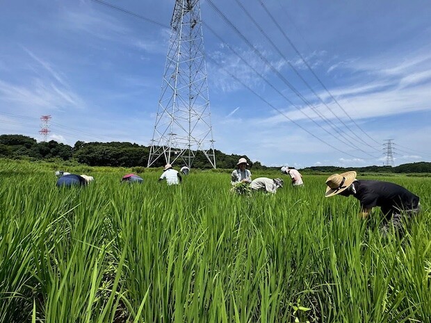 みんなで稲に埋もれながら雑草をとる。
