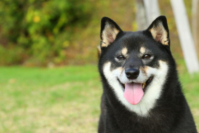 保護したつもりの黒柴が人間に奇跡をもたらす痛快犬小説ｰｰ 迷犬マジック2 コラム 緑のgoo