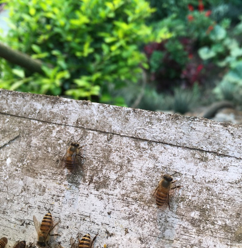 日本ミツバチの仲間の東洋ミツバチ