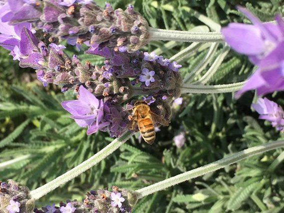 ラベンダーの花でお仕事中の西洋ミツバチ