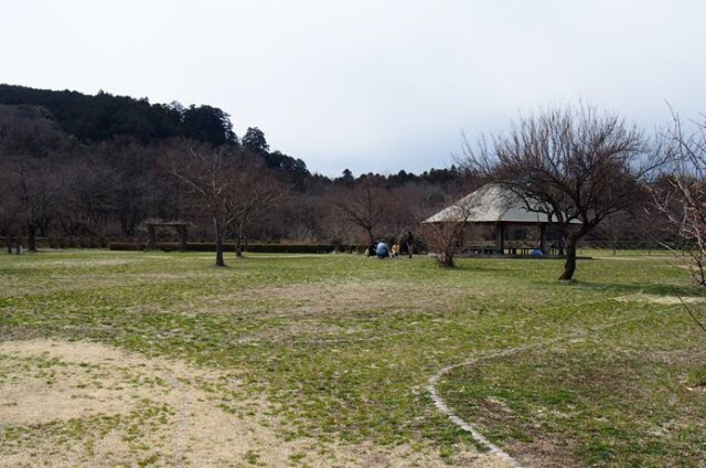 巾着田 河原