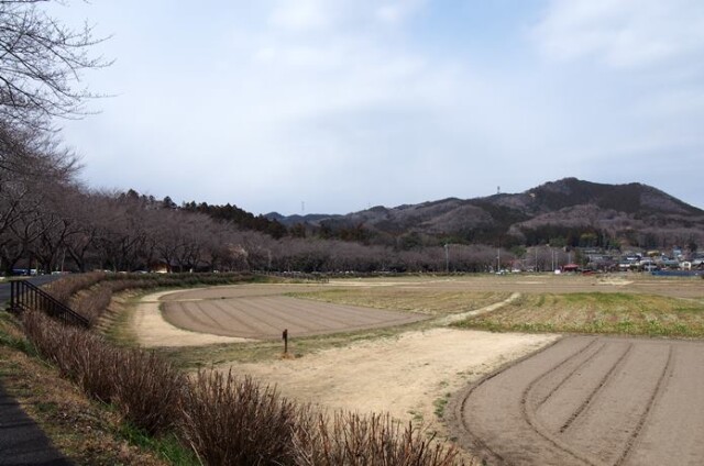巾着田 3月