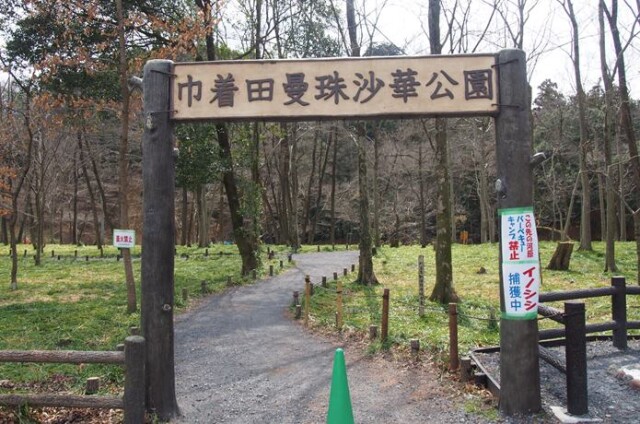 巾着田 彼岸花