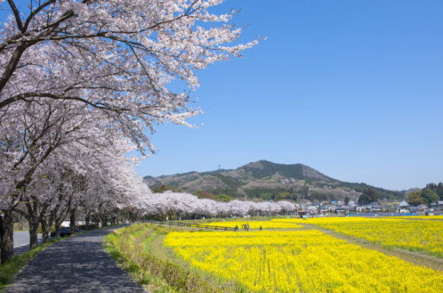 巾着田と菜の花と桜