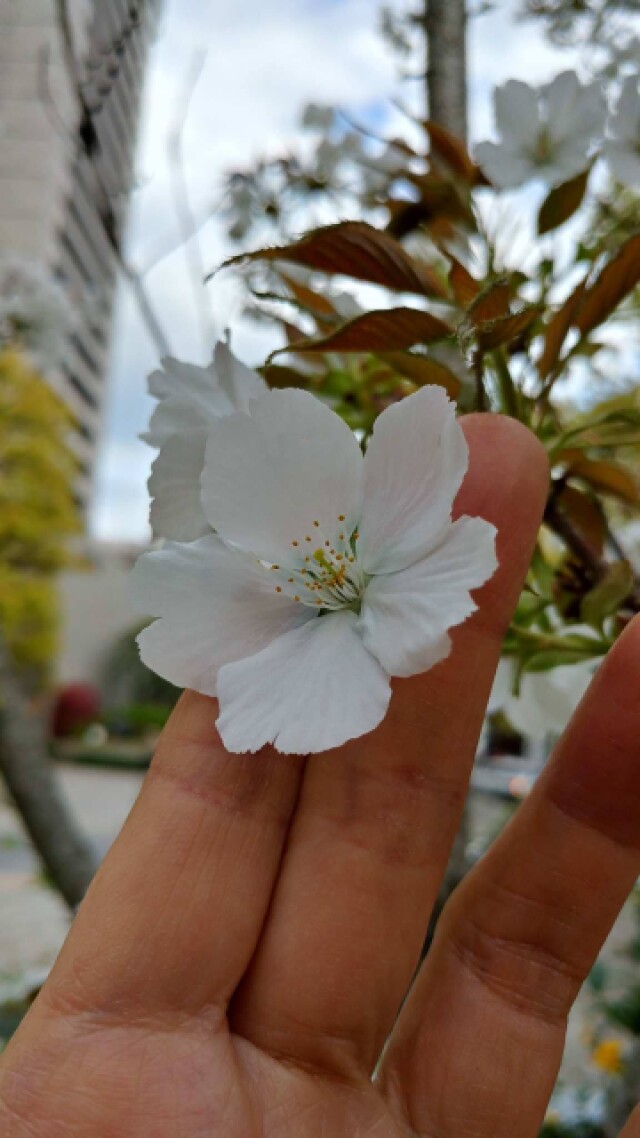ソメイヨシノより二回り程大きい駿河台匂の花