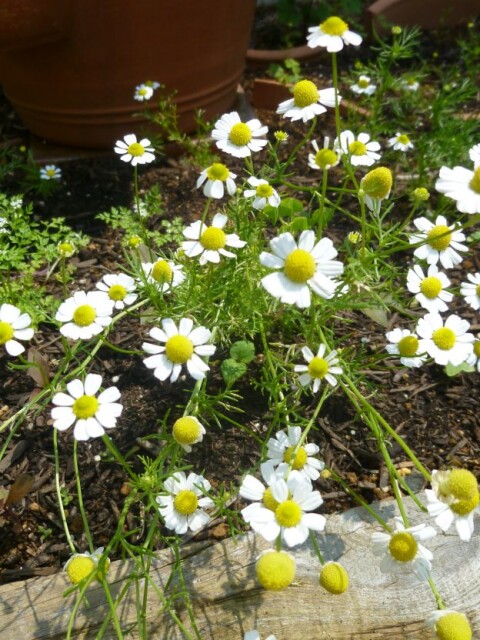 カモミール　白色に黄色の中心で小花がいっぱい