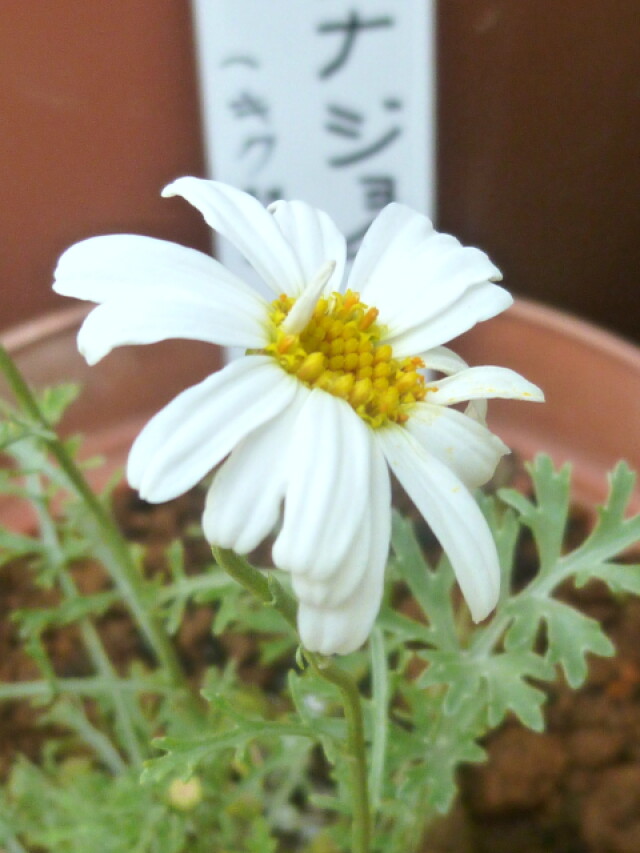 白花ジョチュウギク　白い大きな菊の花