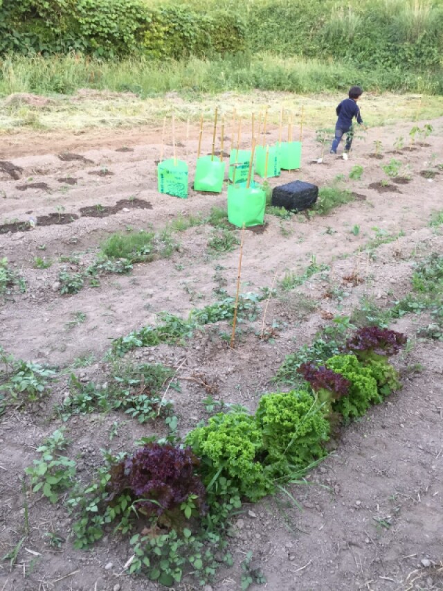 レタス レタスの花って見たことある レタスは 乳草 田舎で新発見したレタスの話 キク科チシャ属 コラム 緑のgoo