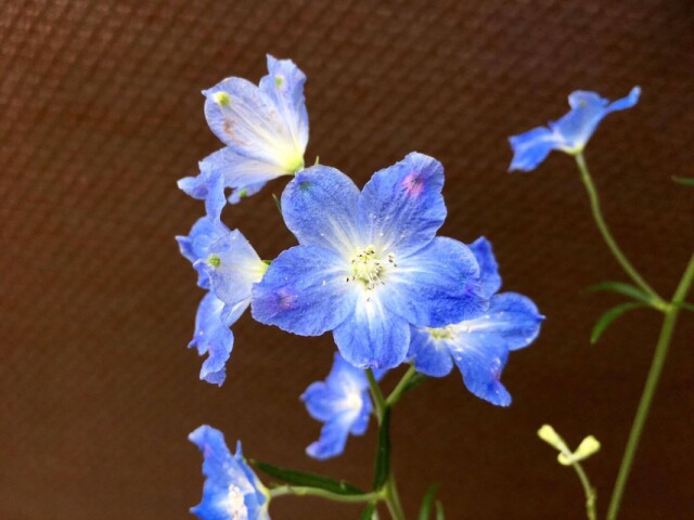 青い花びらは夜空をイメージ“デルフィニウム”
