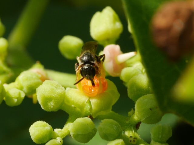 蜜を目当てに虫が訪れます