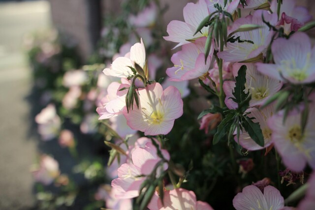 モモイロヒルザキツキミソウはこぼれ種から毎年花を咲かせます