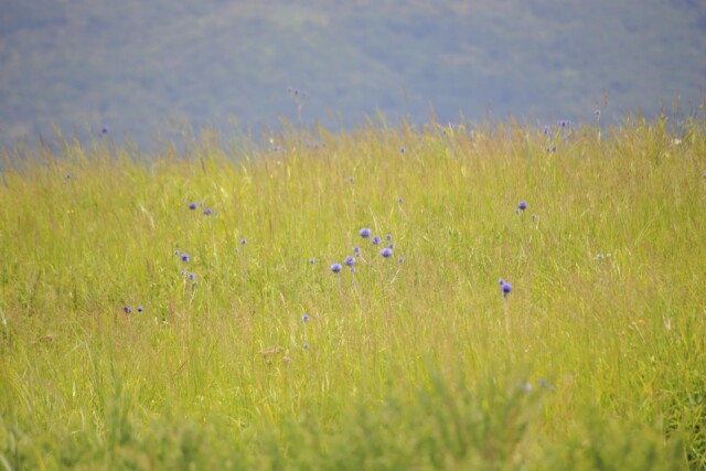 草原の中に咲くヒゴタイの花