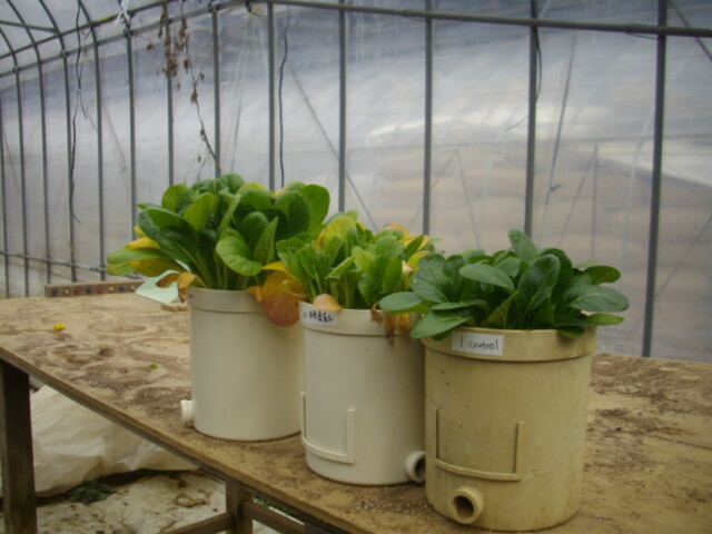 左から3年熟成腐葉土、未熟堆肥、完熟堆肥で育てた植物