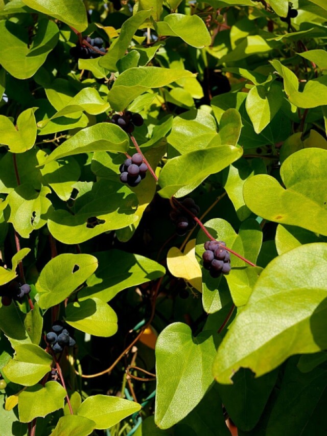 アオツヅラフジ つる植物色づく秋 ツヅラフジ科アオツヅラフジ属 コラム 緑のgoo