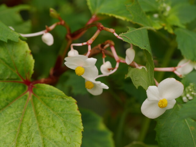 白花の品種もあります