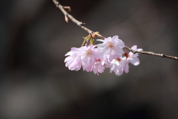春のジュウガツザクラの花　少し花も大きめで色も濃い