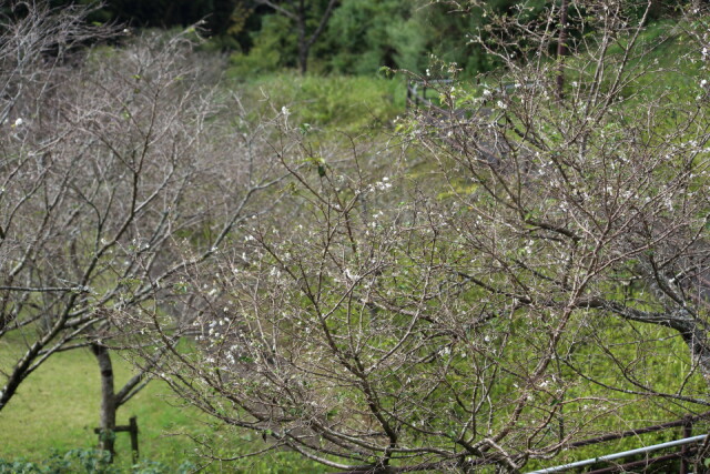 菊池公園のジュウガツザクラ　一斉に咲かないので少し寂しい印象を受けるかも