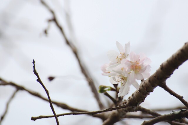 秋に咲く桜　ジュウガツザクラの花