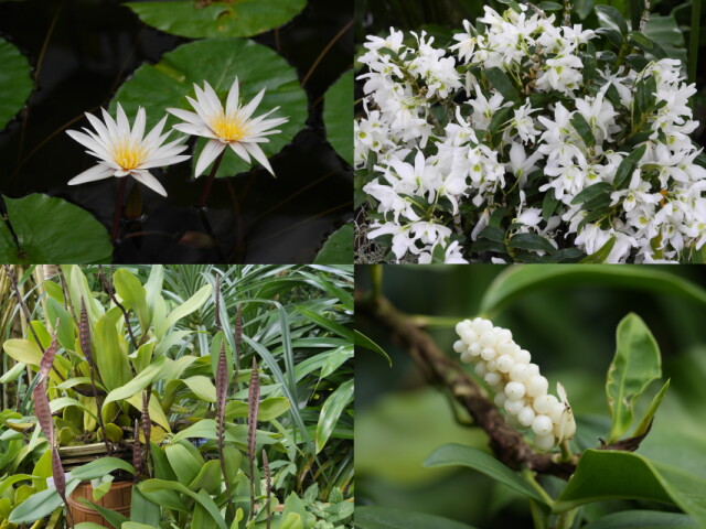 咲くやこの花館の植物たち 写真：（左上）熱帯スイレン(ニンファエア・ミクランタ)、（右上）デンドロビウム'エンジェルベイビーグリーン愛'、（左下）コブラオーキッド、（右下）アンスリウム・スカンデンス