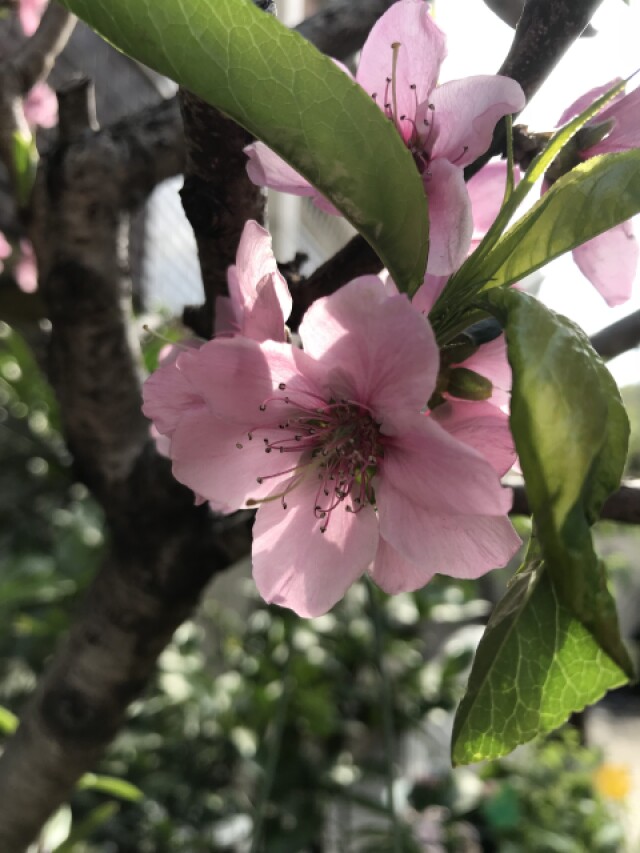 ウメ モモ サクラ 梅 桃 桜は親戚です バラ科 コラム 緑のgoo