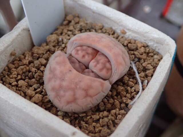 多肉植物 たのしいリトープス ハマミズナ科メセン属 コラム 緑のgoo