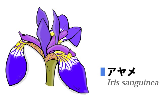 アヤメ カキツバタ ハナショウブ いずれアヤメかカキツバタ そしてハナショウブ アヤメ科アヤメ属 コラム 緑のgoo アヤメ カキツバタ ハナショウブ いずれアヤメかカキツバタ そしてハナショウブ アヤメ科アヤメ属 コラム 緑のgoo