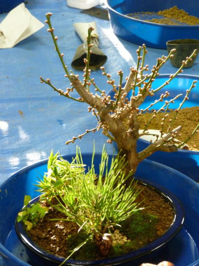 寄せ植え お正月の寄せ植え その後は コラム 緑のgoo