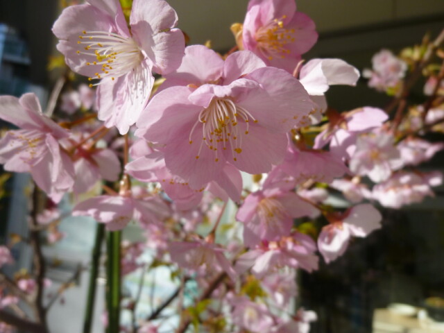 サクラ 早咲きの桜を楽しむ バラ科サクラ属 コラム 緑のgoo