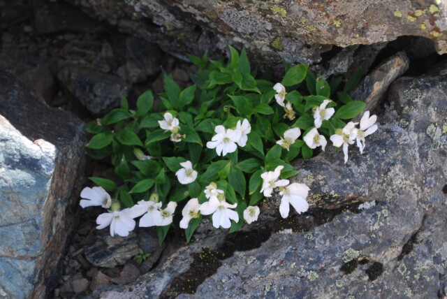 岩から花をのぞかせるシロバナタカネビランジ（北岳山頂直下）