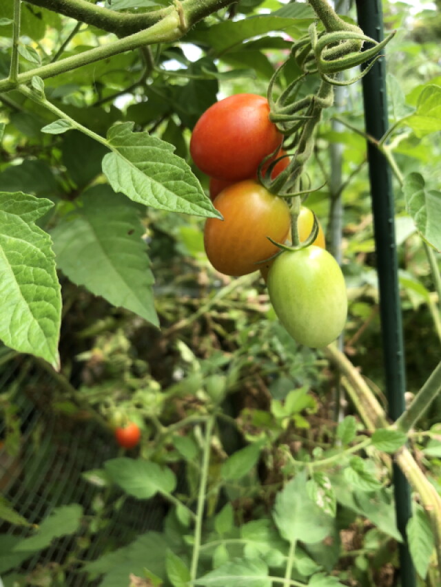 ミニトマト お庭レシピ 第２３回 ドライトマトにトライ ナス科トマト属 コラム 緑のgoo