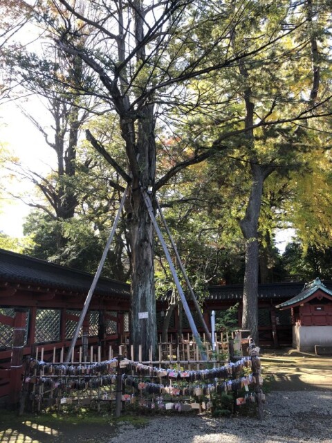 根津 神社 カヤ の 木