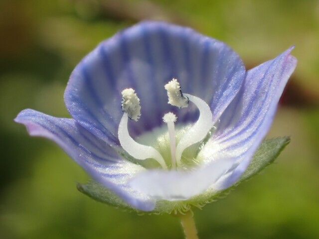 オオイヌノフグリの花