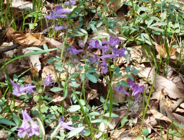 紫色の花：曲岳・山梨県（4月下旬）