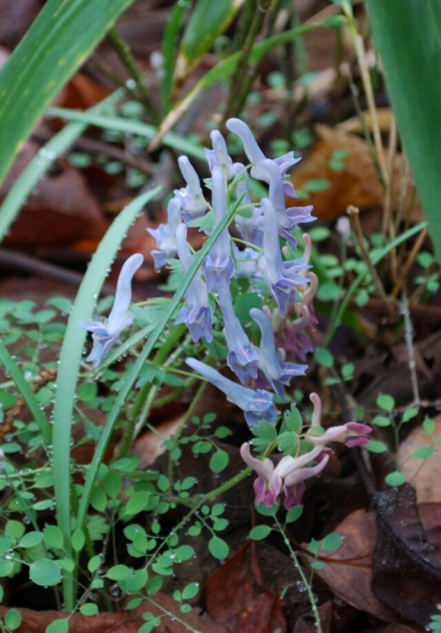 淡青色で透明感ある花と楕円形の葉：西沢渓谷（5月中旬）