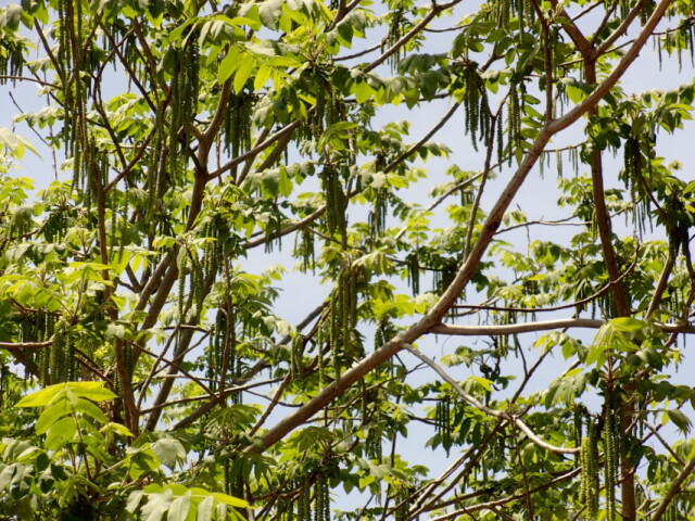 オニグルミの雄花　棚山：山梨市内（5月上旬）