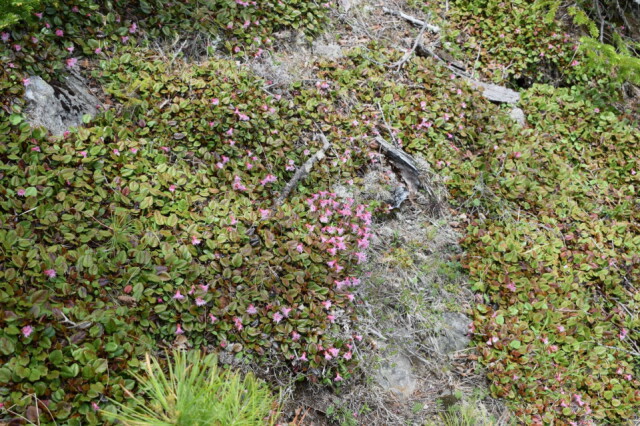 急峻な斜面で咲き誇るイワカガミ：鋸岳（6月下旬）