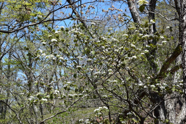 上下ともにオオカメノキの花：滝子山・山梨県（5月中旬）