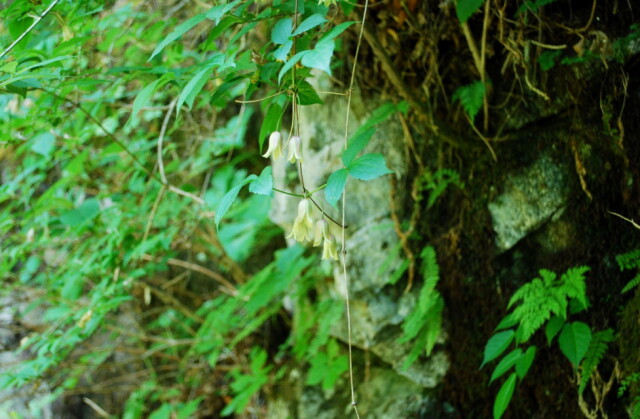 西沢渓谷トロッコ道の西日の当たる斜面で咲き始めたハンショウヅル（5月下旬）