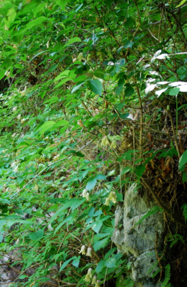 西沢渓谷トロッコ道の西日の当たる斜面で咲き始めたハンショウヅル（5月下旬）