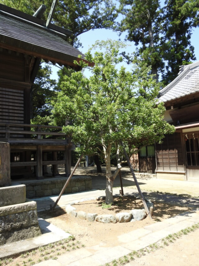 タチバナの木。タチバナは、日本では固有のカンキツ類。常緑の葉が注目されている。