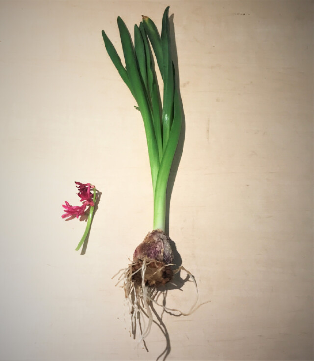 ヒヤシンスの球根：萎れた花は切って球根に栄養を送ろう