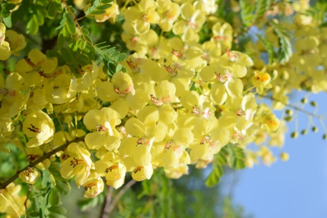 黄色の花弁と帯赤色の雄蕊（5月下旬）