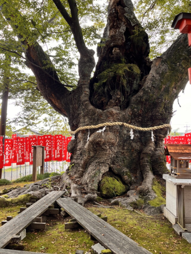 埼玉県の天然記念物、龍神木はなんと樹齢千年！