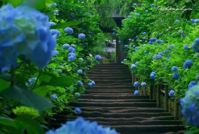 梅雨のおでかけは紫陽花を愛でに 思いたったらすぐ行ける 紫陽花名所7選 コラム 緑のgoo